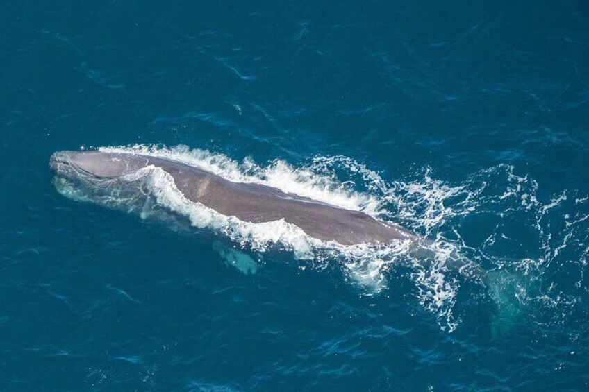 Kaikoura Helicopters whale watching, New Zealand.