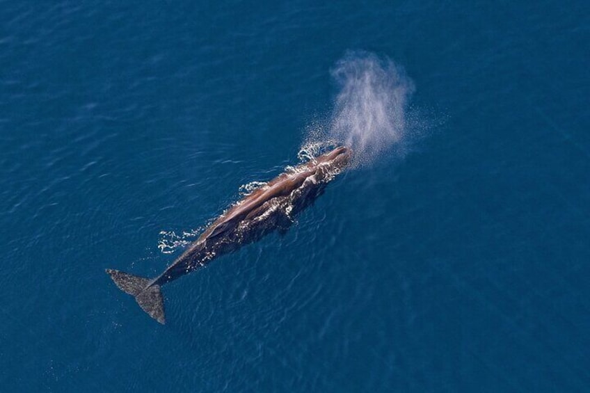 Kaikoura Helicopters whale watching, New Zealand.