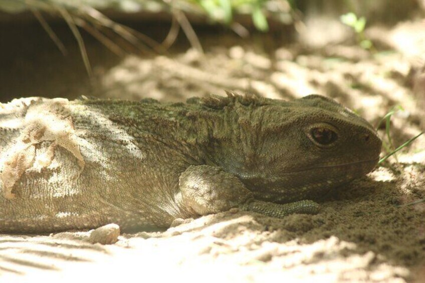 7-Hour Private Scenic Kapiti Coast Tour from Wellington