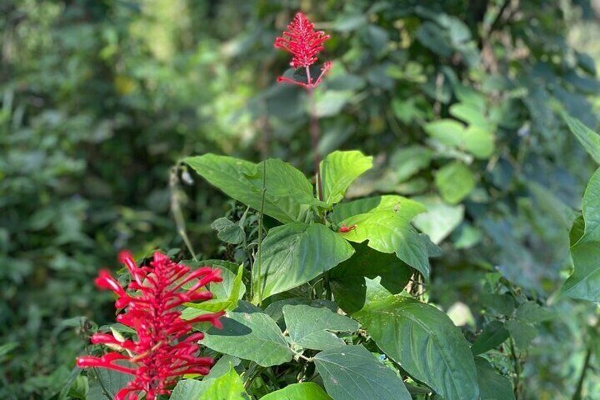 Half-Day Small-Group River Experience in El Yunque with Local 