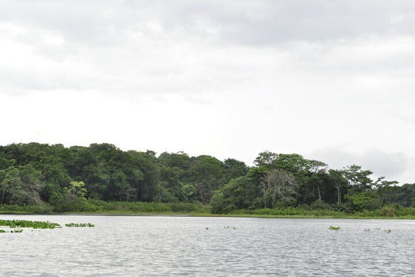 Monkey Island Rainforest Tour