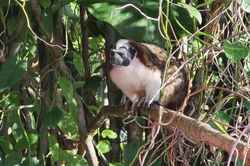 Gatun Lake and Rain Forest Tour