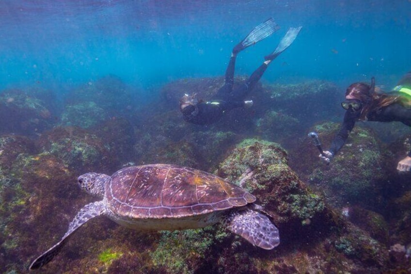 Snorkel with Turtles in Cook Island Aquatic Reserve