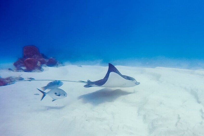 Snorkel with Turtles in Cook Island Aquatic Reserve