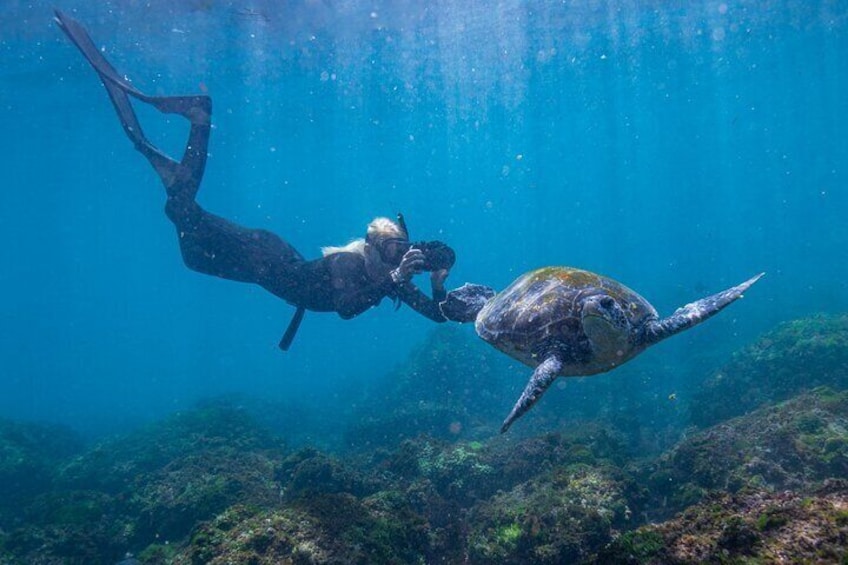 Snorkel with Turtles in Cook Island Aquatic Reserve