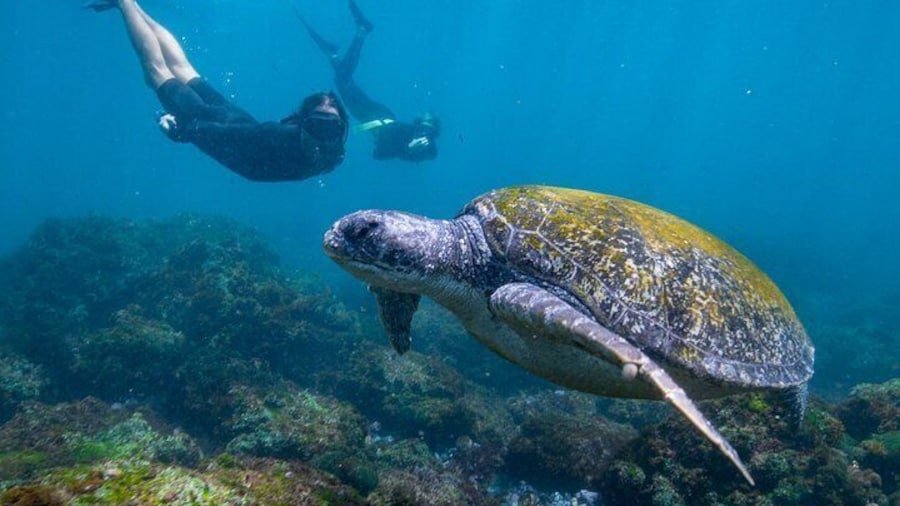 Snorkel with Turtles Gold Coast