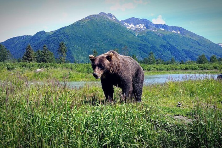 3:00 pm Wilderness, Wildlife, Glacier Experience from Anchorage| May - Sept