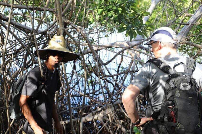 Along the mangrove