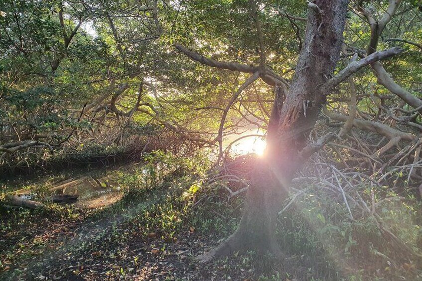 mangrove aruba