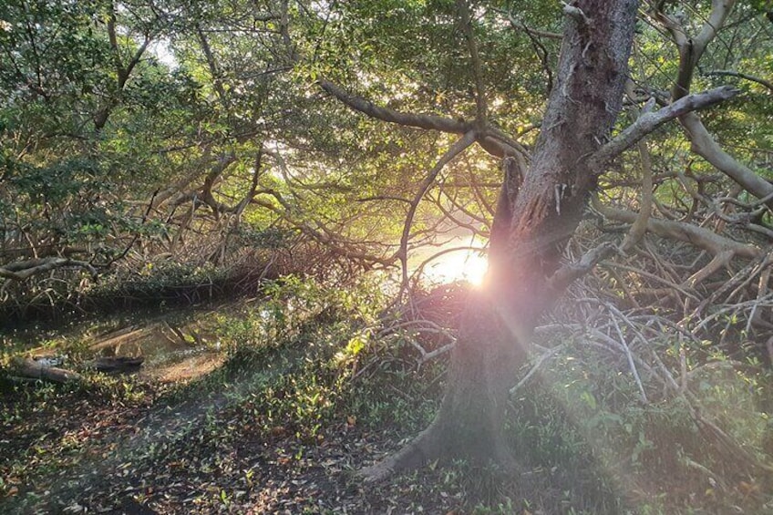 mangrove aruba