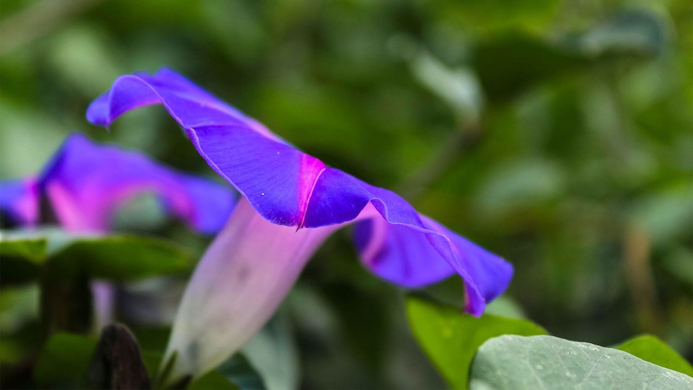 Vibrant purple flower seen on the Ilamatepec Volcano Hiking Tour in El Salvador, Central America