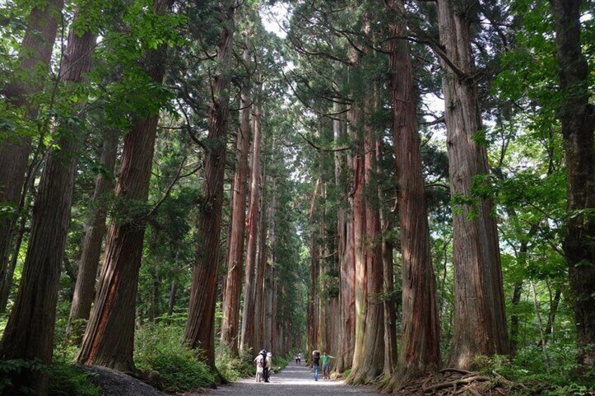 The gigantic trees are over 400 year olds and considered sacred in their own right.