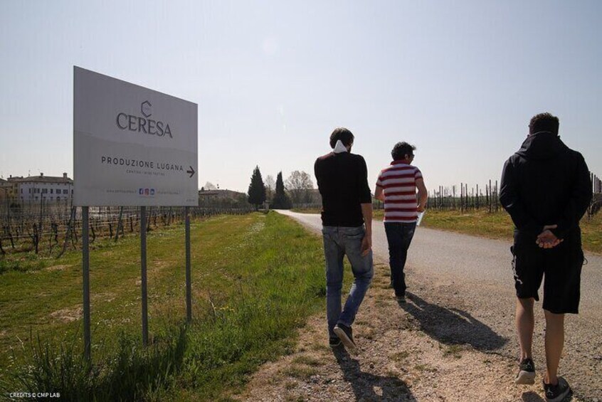 Vineyards Tour and Tasting of Lugana Wines in Historic Cellar