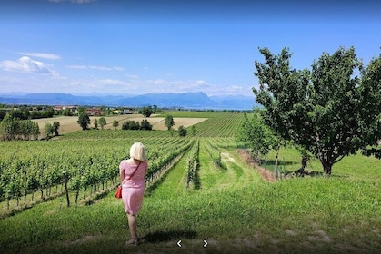 Vineyard Tour and Tasting of Lugana Wines