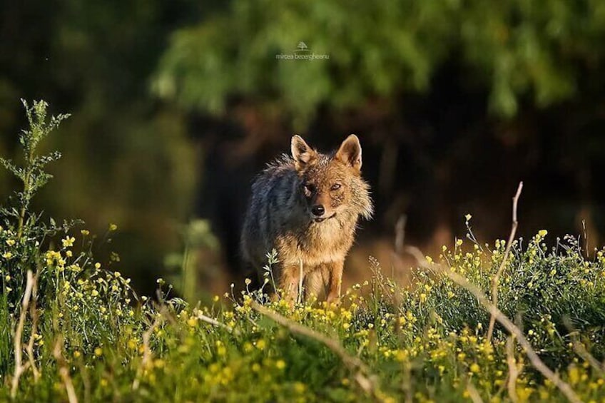 Private Tour to Danube Delta - Biosphere National Park 