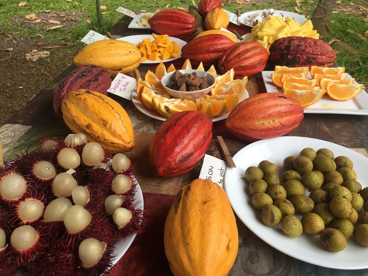 Chocolate Farm Tour & Tasting