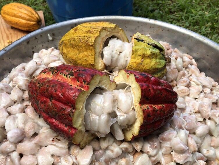 Chocolate Farm Tour & Tasting