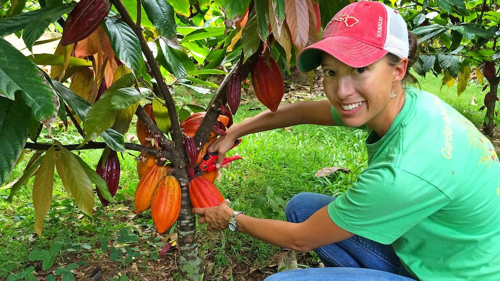 person cutting cacao pod from tree in kauai