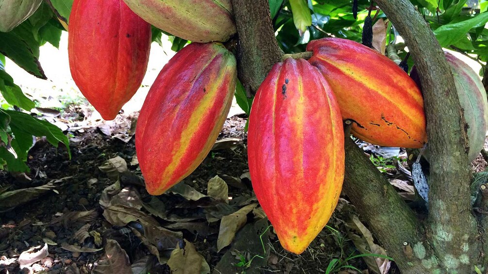 Chocolate Farm Tour & Tasting