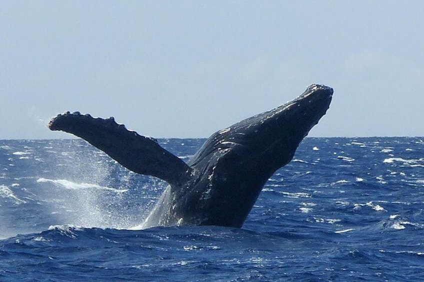 Whale Watching from Ma'alaea Harbor