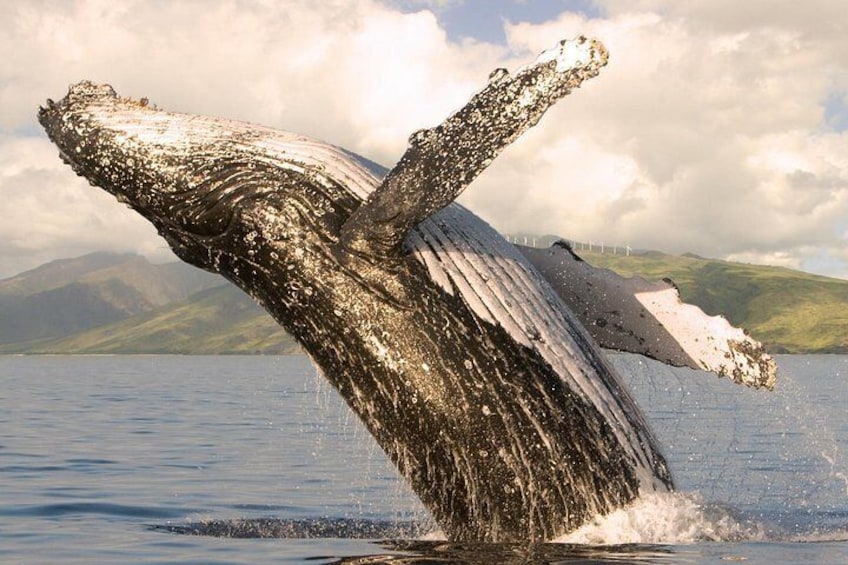 Humpback whale breach