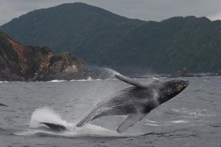 Whale Watching from Ma'alaea Harbor