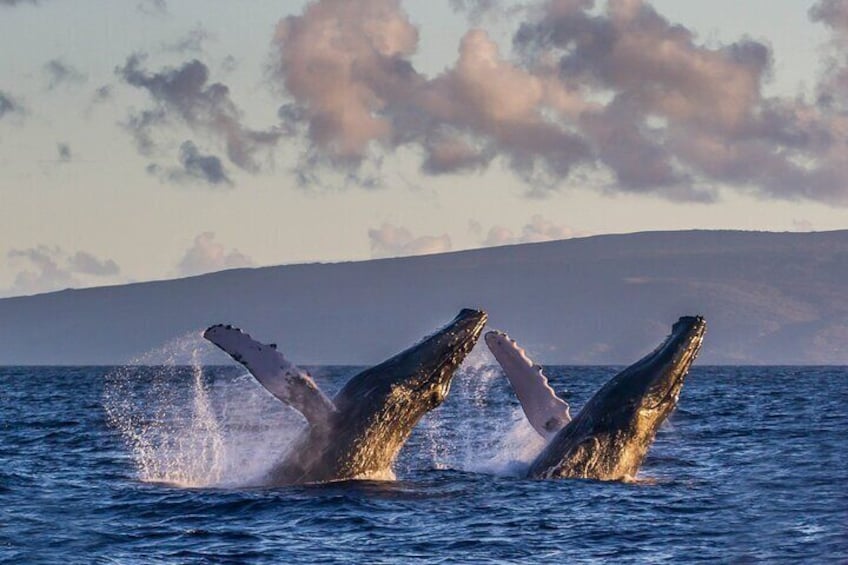 Whale Watching from Ma'alaea Harbor