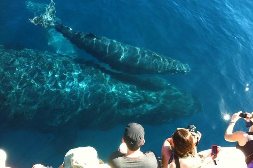 humpback mother and calf