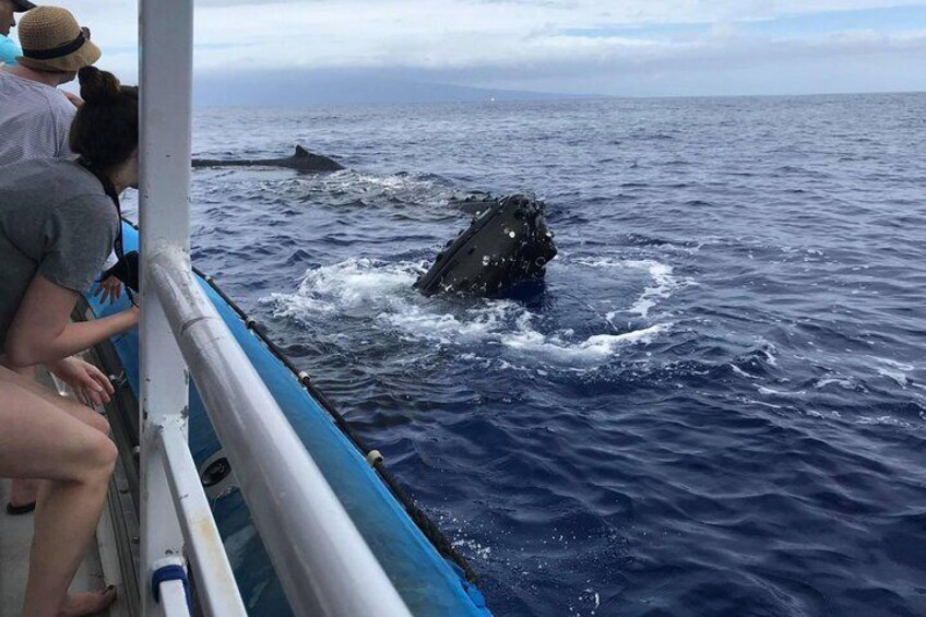 Whale Watching from Ma'alaea Harbor