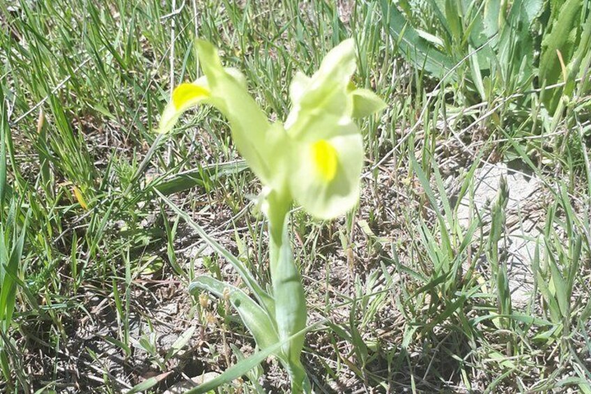 Iris