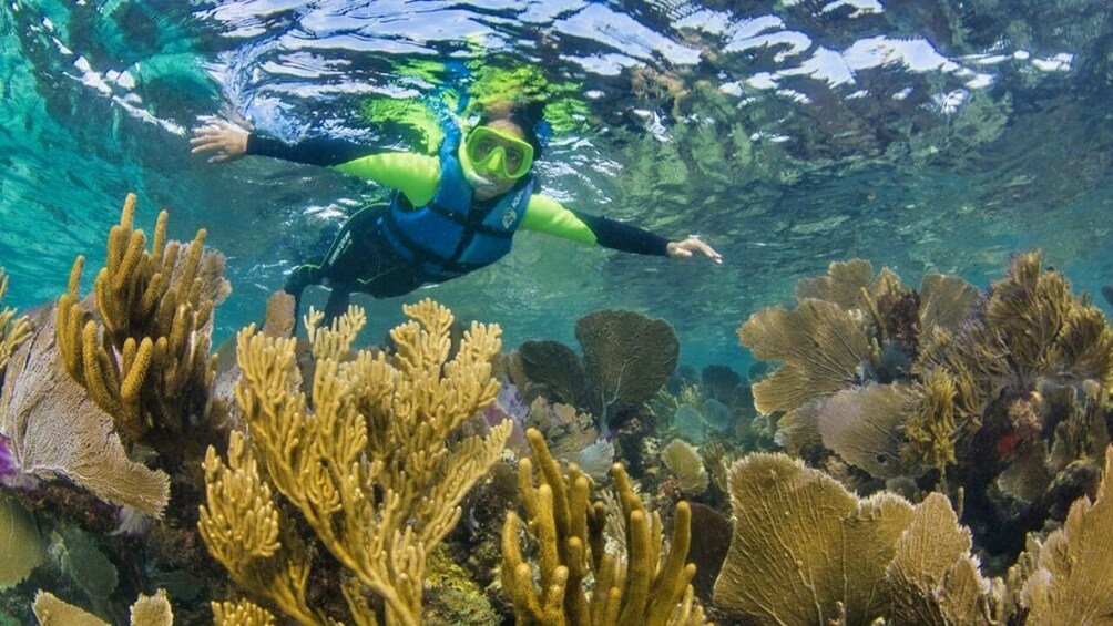 Underwater Museum of Art Snorkel Experience