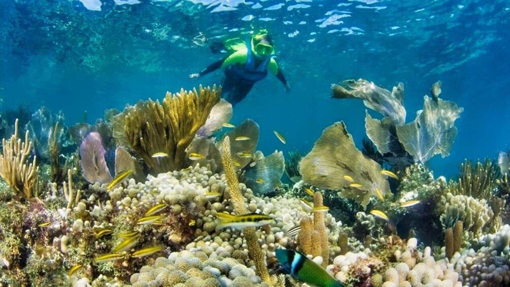 Underwater Museum of Art Snorkel Experience