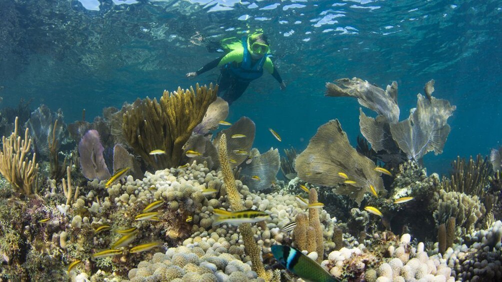 Nizuc Reef Snorkel Experience