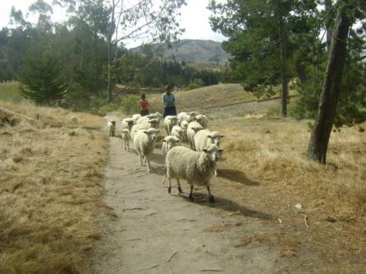 Daily departures: Small Groups Tour to Quilotoa Lagoon