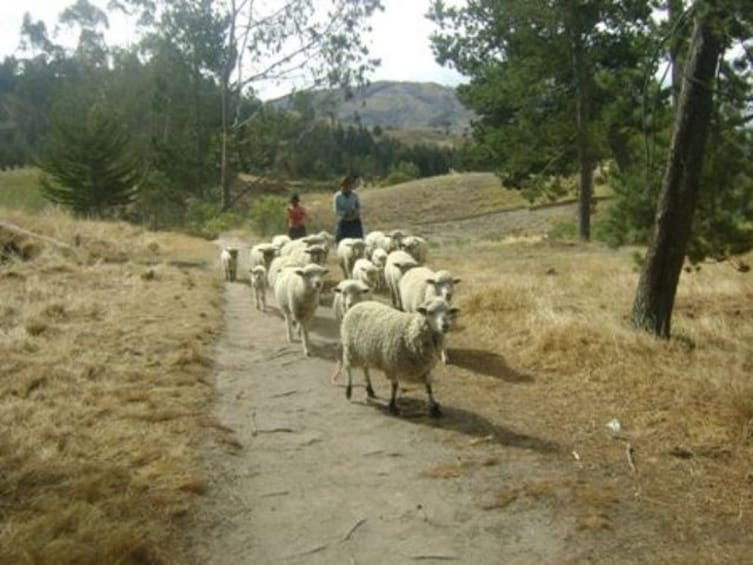 Daily departures: Small Groups Tour to Quilotoa Lagoon 