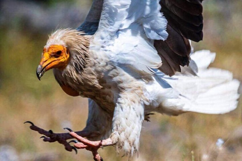 Half-Day Group Guided Birdwatching Tour with Ravadinovo Castle