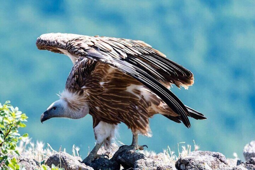 Half-Day Group Guided Birdwatching Tour with Ravadinovo Castle