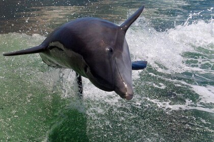 Private Dolphin Tour & Visit Shell Key Preserve- Snorkel, Shell and Swim!