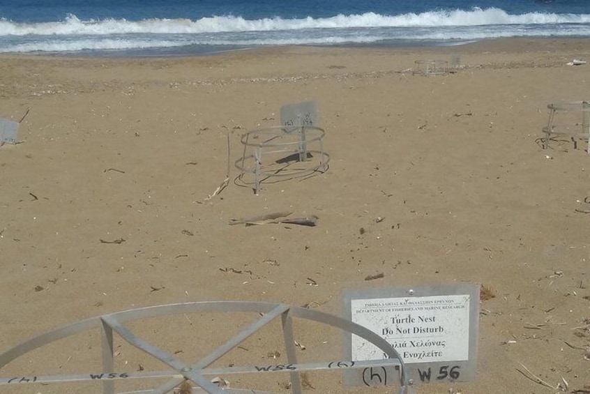 Turtle nests