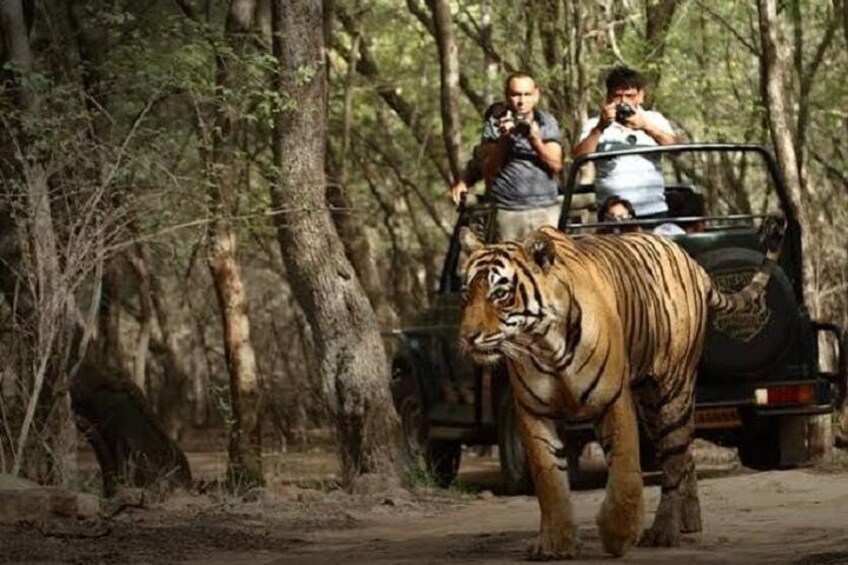 Ranthambore