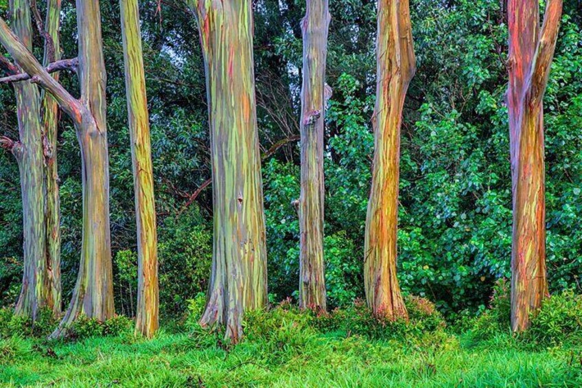 Ultimate Self-Driving Audio Tour of Road to Hana, Maui