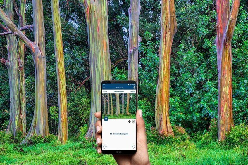 Ultimate Self-Driving Audio Tour of Road to Hana, Maui