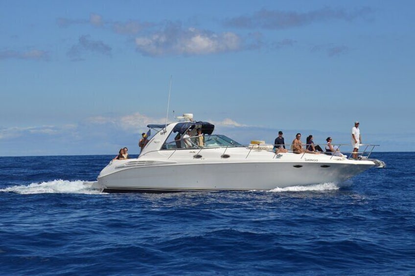 Whale and Dolphin Watching Tour in Madeira