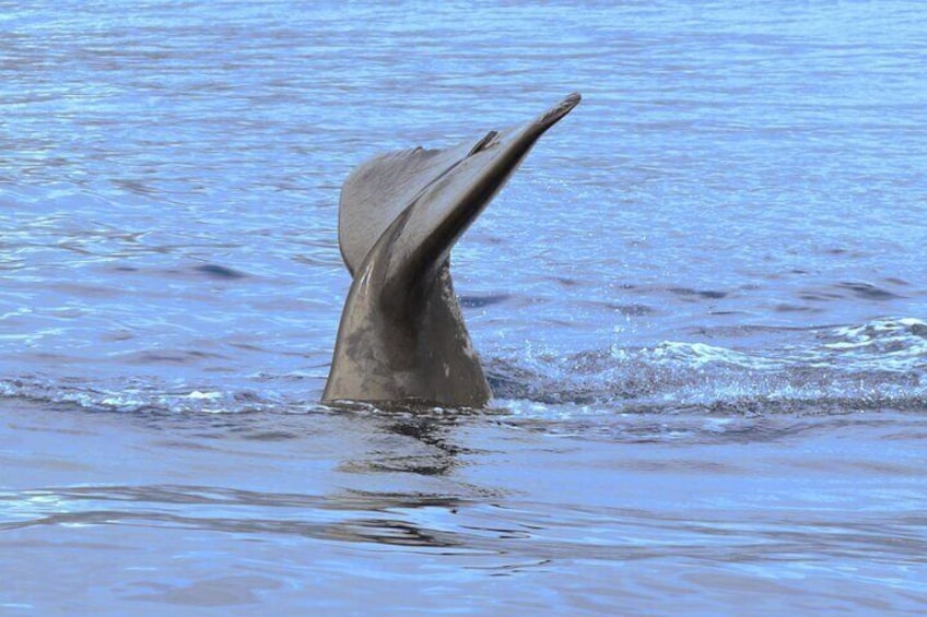 On Tales Sperm whale