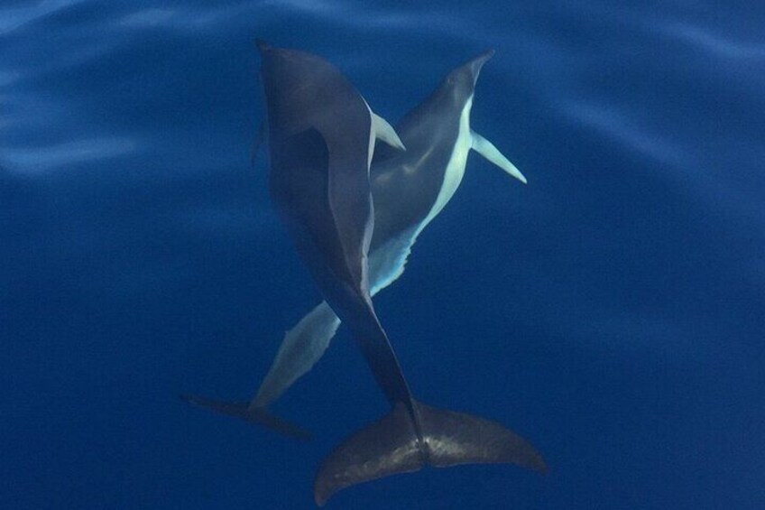 On Tales Common dolphin