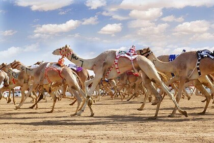 Dubai Royal Camel Race with Prime Seats & Short Camel Ride
