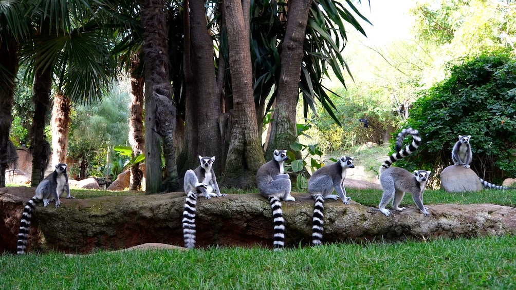 Lataa valokuva 1 kautta 10. Six lemurs sit on a grass ledge inBioparc Fuengirola in Malaga