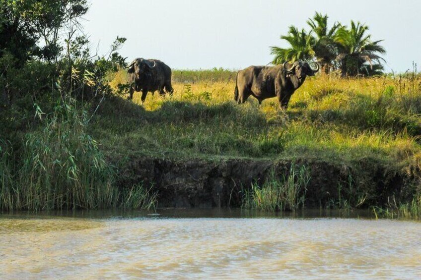 Hippo and Croc Boat Cruise in Saint Lucia with Pick-up