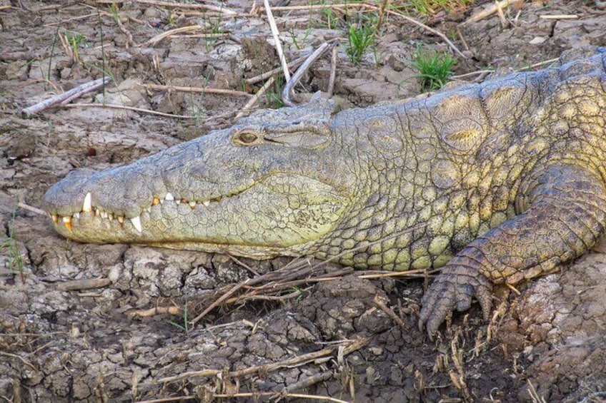 Hippo and Croc Boat Cruise in Saint Lucia with Pick-up