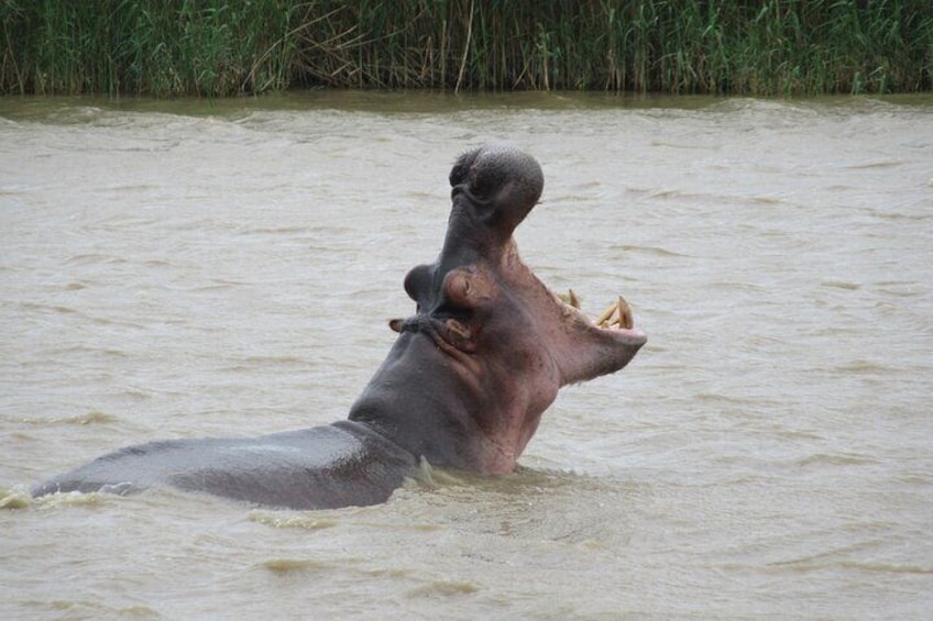 Hippo and Croc Boat Cruise in Saint Lucia with Pick-up